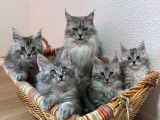 Chaton LOOF Maine Coon black silver mackerel tabby