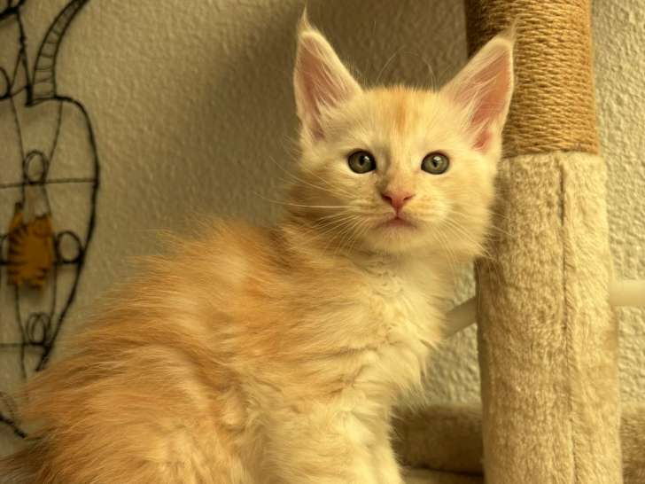 Chaton LOOF Maine Coon loof