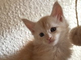 Chaton LOOF Maine Coon loof
