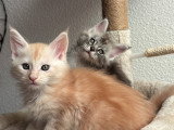 Chaton LOOF Maine Coon loof