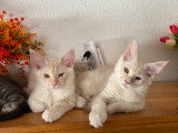 Chaton LOOF Maine Coon loof