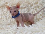 Très beaux chatons Sphynx à vendre