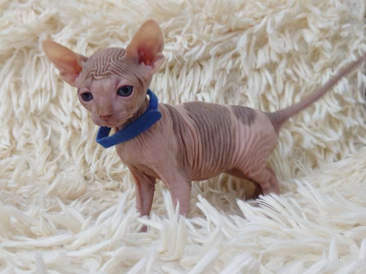 Très beaux chatons Sphynx à vendre
