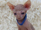 Très beaux chatons Sphynx à vendre