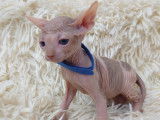 Très beaux chatons Sphynx à vendre