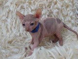 Très beaux chatons Sphynx à vendre