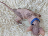 Très beaux chatons Sphynx à vendre