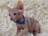 Très beaux chatons Sphynx à vendre