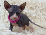 Très beaux chatons Sphynx à vendre