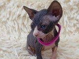 Très beaux chatons Sphynx à vendre