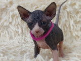 Très beaux chatons Sphynx à vendre
