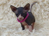 Très beaux chatons Sphynx à vendre