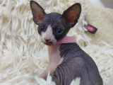 Très beaux chatons Sphynx à vendre