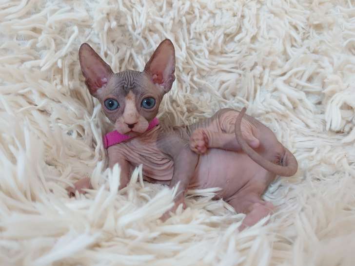 Très belle chatonne Sphynx chocolat et blanche aux yeux bleus à vendre