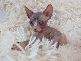 Très belle chatonne Sphynx chocolat et blanche aux yeux bleus à vendre