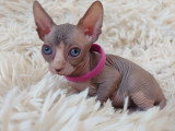 Très belle chatonne Sphynx chocolat et blanche aux yeux bleus à vendre