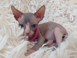 Très belle chatonne Sphynx chocolat et blanche aux yeux bleus à vendre