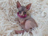Très belle chatonne Sphynx chocolat et blanche aux yeux bleus à vendre