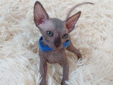 Très beau chaton Sphynx mâle noir bleuté à vendre