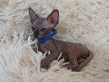Très beau chaton Sphynx mâle noir bleuté à vendre