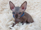 Très beau chaton Sphynx mâle noir bleuté à vendre