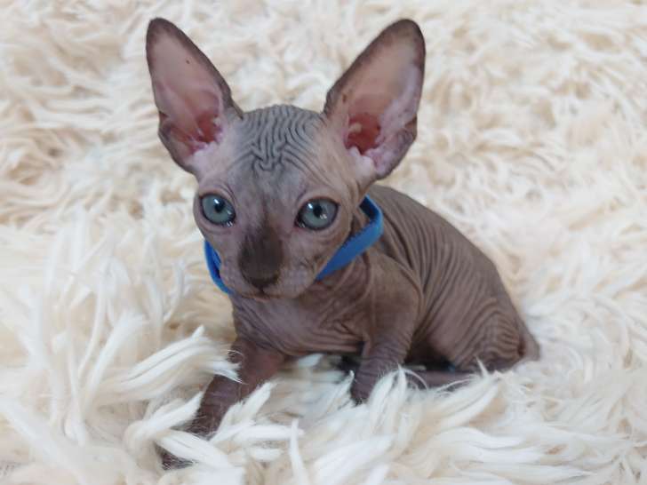 Très beau chaton Sphynx mâle noir bleuté à vendre