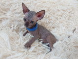 Très beau chaton Sphynx mâle noir bleuté à vendre