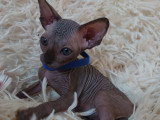Très beau chaton Sphynx mâle noir bleuté à vendre
