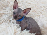Très beau chaton Sphynx mâle noir bleuté à vendre
