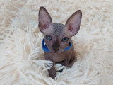 Très beau chaton Sphynx mâle noir bleuté à vendre