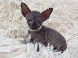 Très beau chaton Sphynx mâle noir bleuté à vendre