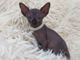Très beau chaton Sphynx mâle noir bleuté à vendre