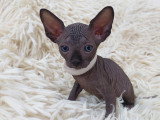 Très beau chaton Sphynx mâle noir bleuté à vendre