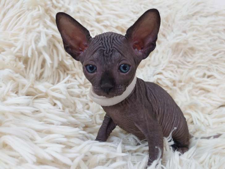 Très beau chaton Sphynx mâle noir bleuté à vendre