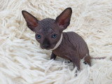 Très beau chaton Sphynx mâle noir bleuté à vendre