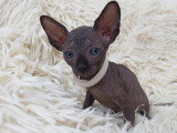 Très beau chaton Sphynx mâle noir bleuté à vendre