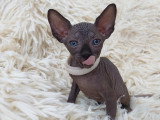 Très beau chaton Sphynx mâle noir bleuté à vendre