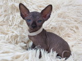 Très beau chaton Sphynx mâle noir bleuté à vendre