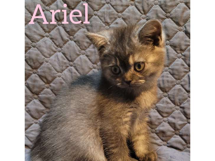 Chatonne British Shorthair à vendre