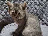 Chatonne British Shorthair à vendre