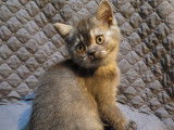 Chatonne British Shorthair à vendre