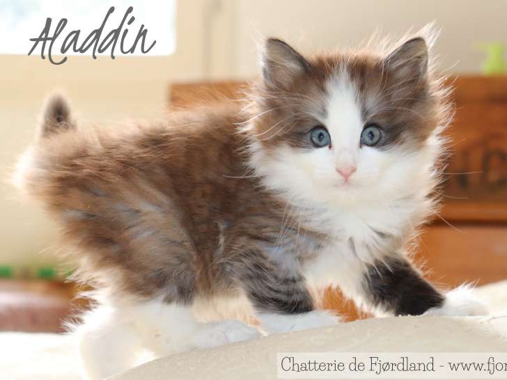 2 magnifiques chatons norvégiens mâles LOOF