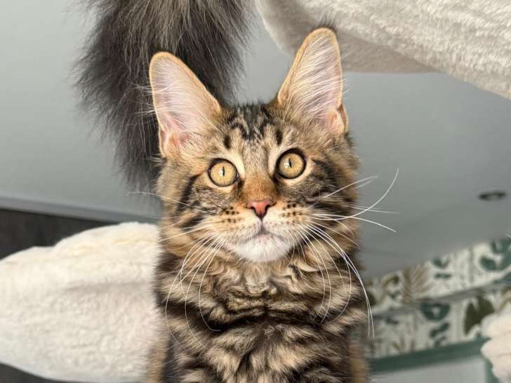 Chatons Maine Coon LOOF à vendre