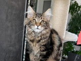 Chatons Maine Coon LOOF à vendre