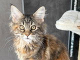 Chatons Maine Coon LOOF à vendre