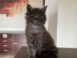 Chaton Maine Coon LOOF à vendre