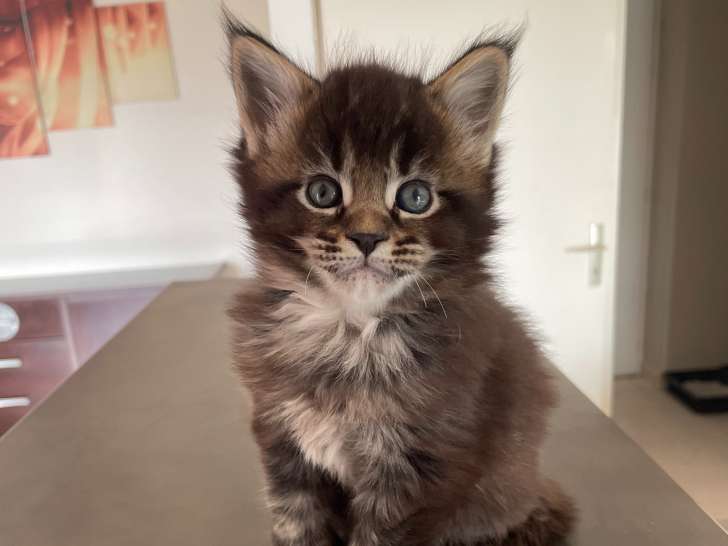 Chaton Maine Coon LOOF à vendre