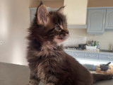Chaton Maine Coon LOOF à vendre