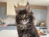 Chaton Maine Coon LOOF à vendre