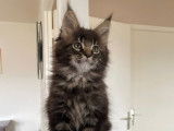 Chaton Maine Coon LOOF à vendre
